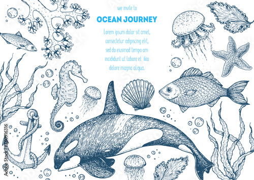 Sea animals hand drawn collection. Sketch illustration. Killer whale, sea horse, jellyfish, fish, seaweed, seashells illustration. Vintage design template. Undersea world.