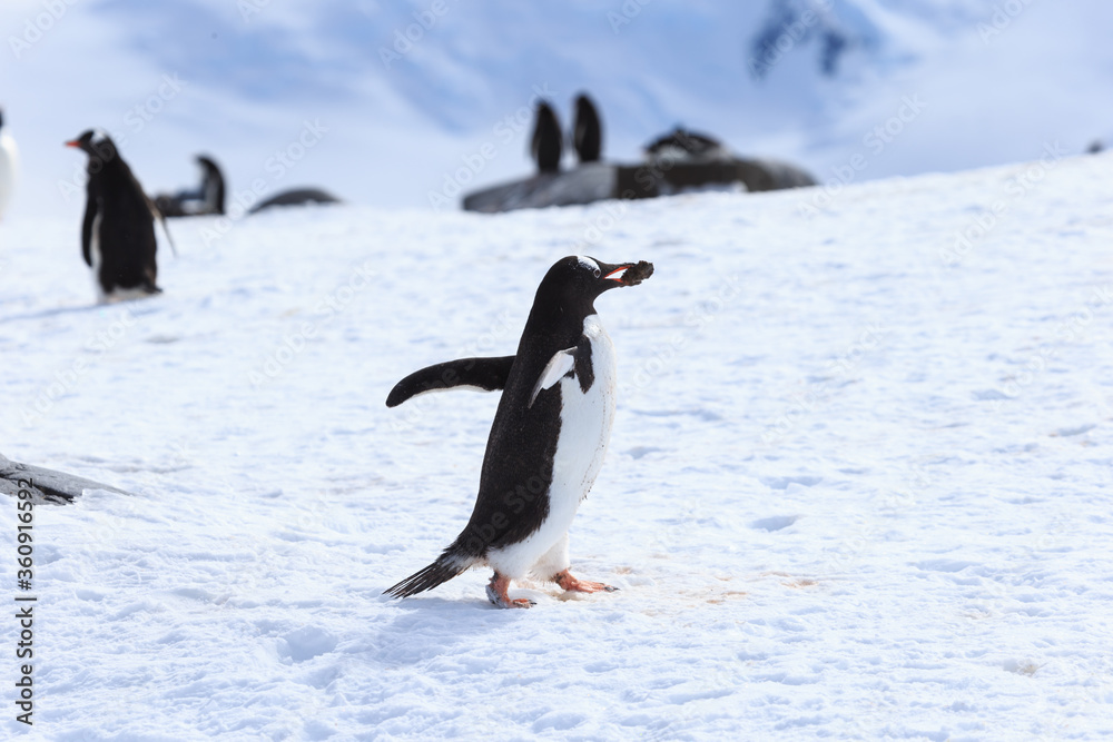 Fototapeta premium Cuando las piedras van muy buscadas.