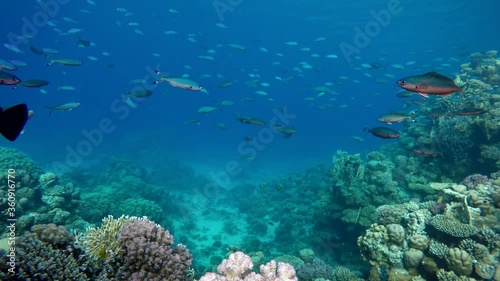 Wallpaper Mural Reef and beautiful fish. Underwater life in the ocean. Tropical fish. Torontodigital.ca