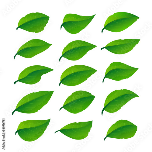 Set of green leaves 