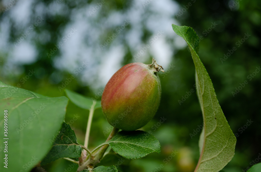 young apples closeup in garden young apples closeup in garden