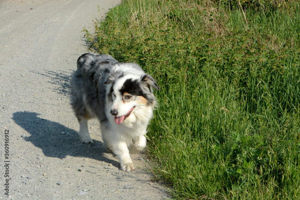walking with my Dog Tim walking with my Dog Tim