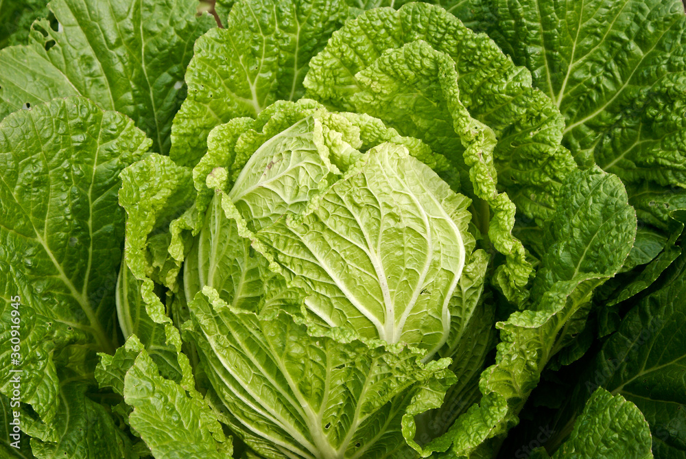 Korean lettuce