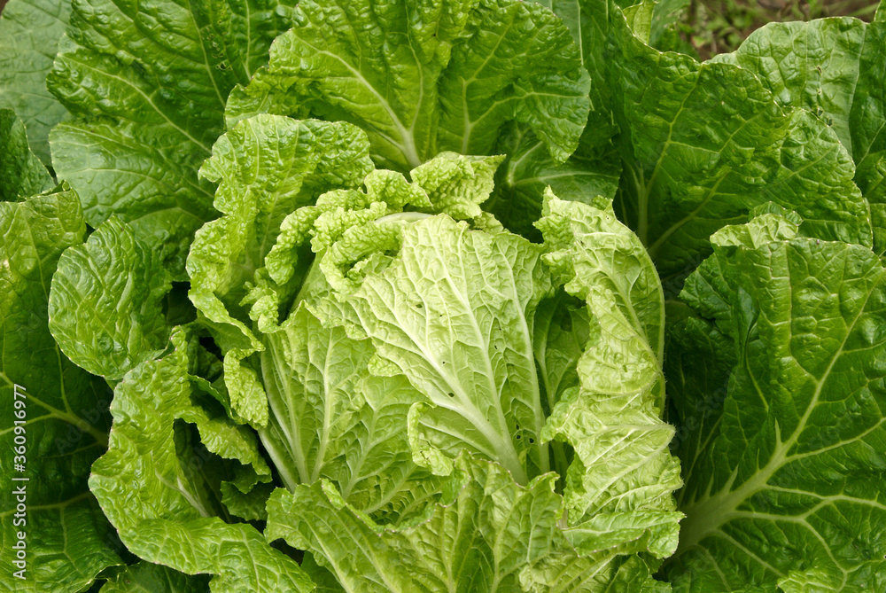 Korean lettuce Korean lettuce