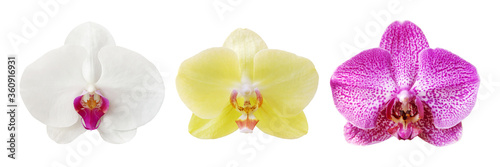 White, Yellow, Dotted Pink Phalaenopsis Orchid Flowers Isolated on White Background