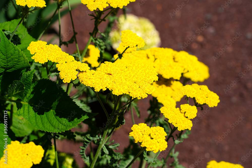 Yellow flowers of achillea moonshine yarrow plant Yellow flowers of achillea moonshine yarrow plant