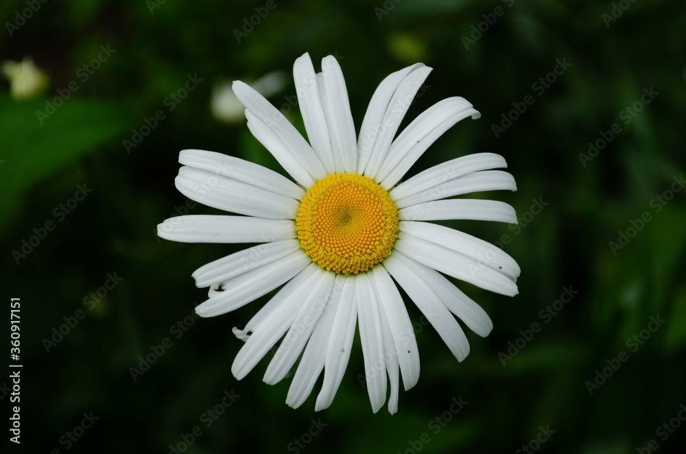 Fototapeta premium chamomile closeup, yellow and white flower