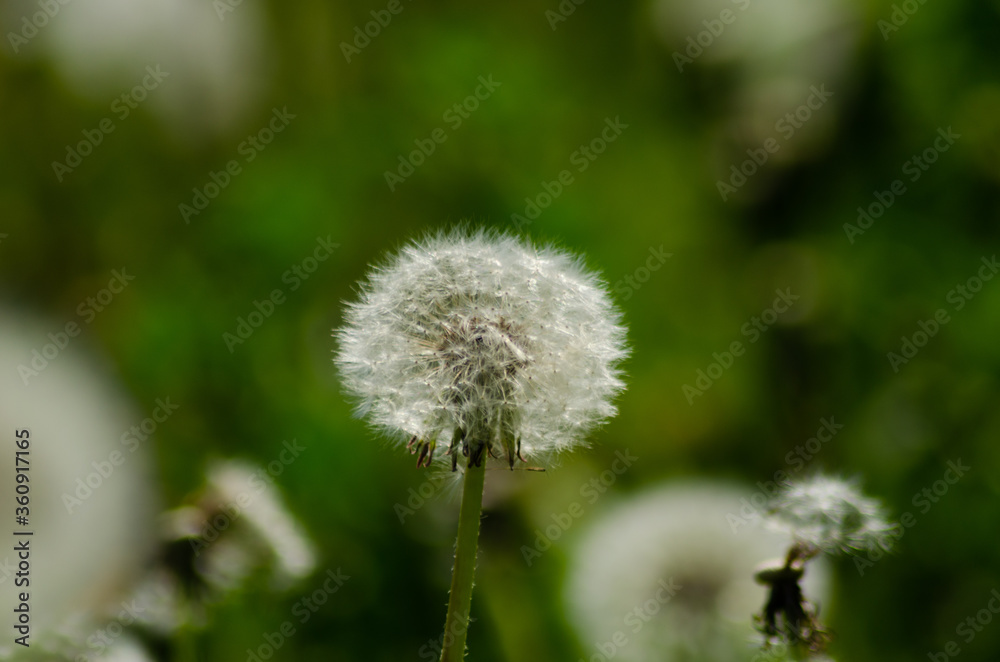 Fototapeta premium dandelions in sun day closeup