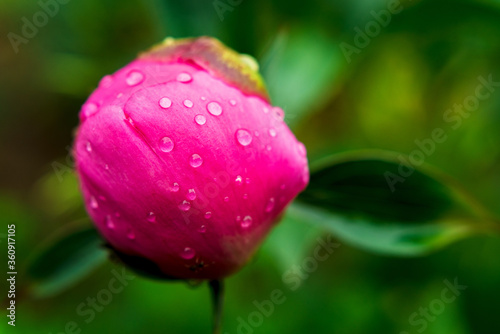 drops of water on a peony