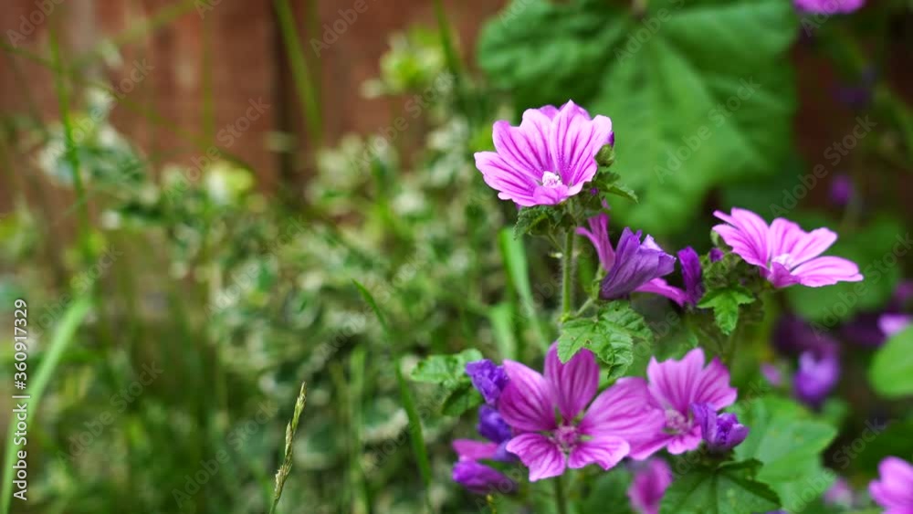 Violet flower Common Mallow (Malva sylvestris) in English garden, Beautiful purple flowers on spring or summer Violet flower Common Mallow (Malva sylvestris) in English garden, Beautiful purple flowers on spring or summer