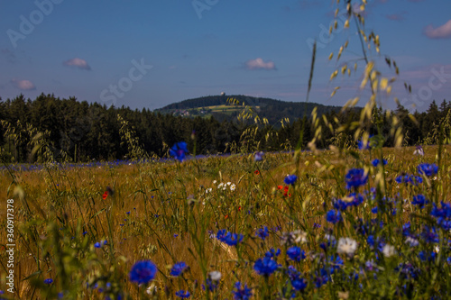 Kornblumenfeld mit Blick auf Döbraberg