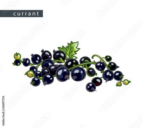 sketch_currant_a_brunch_of_black