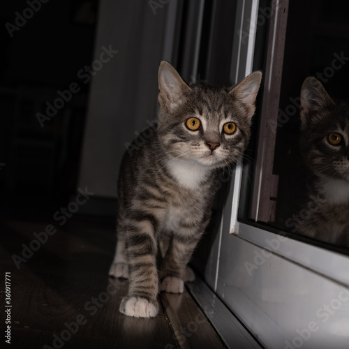 Wallpaper Mural Cute furry tabby kitten Playfull Torontodigital.ca