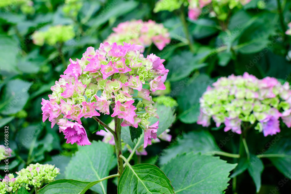 Magenta pink hydrangea macrophylla or hortensia shrub in full bloom in a flower pot, with fresh green leaves in the background, in a garden in a sunny summer day. Magenta pink hydrangea macrophylla or hortensia shrub in full bloom in a flower pot, with fresh green leaves in the background, in a garden in a sunny summer day.