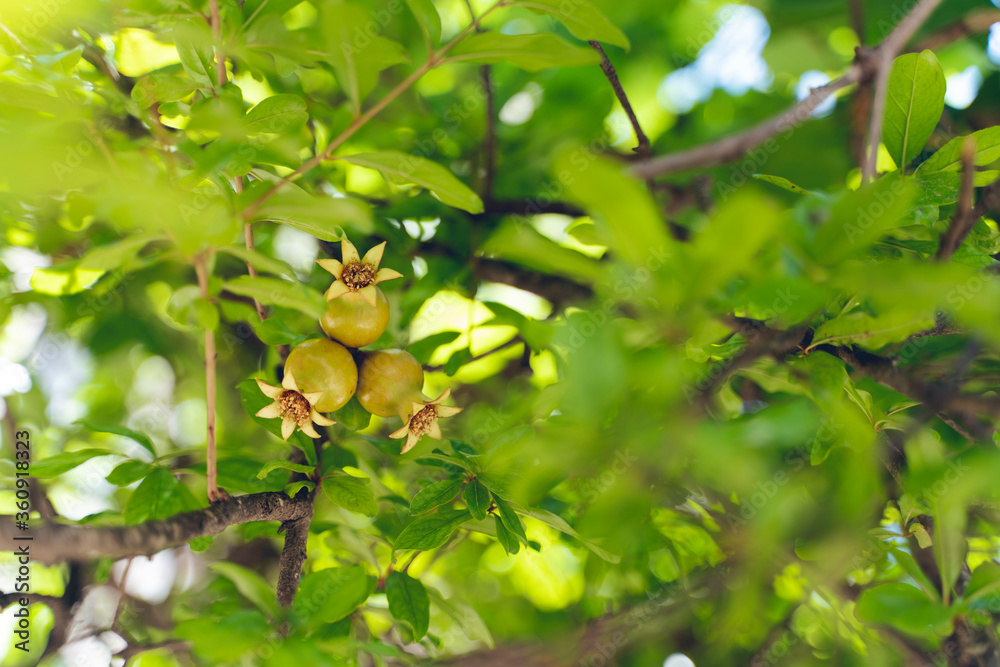 Young pomegranate fruit on tree branch