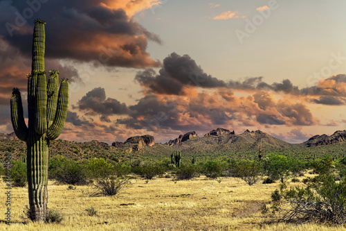 Sonoran Desert