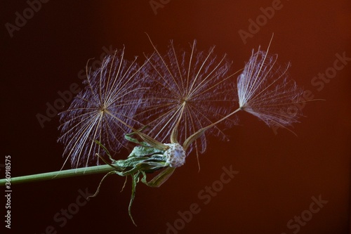 Background with wildflowers, flying seeds of meadow salsify, goat's-beard, tragopogon pratensis 
