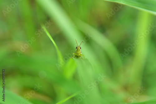 grasshopper sitting on grass straight view  © Harsha