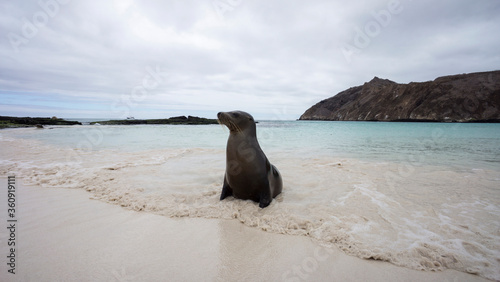 Sea lion enjoys his loneliness. San Cristobal  Galapagos Islands  Ecuador 