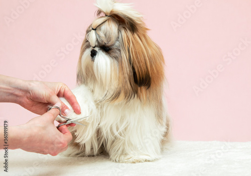 man grooming a beautiful well-groomed puppy, shears a hair with scissors