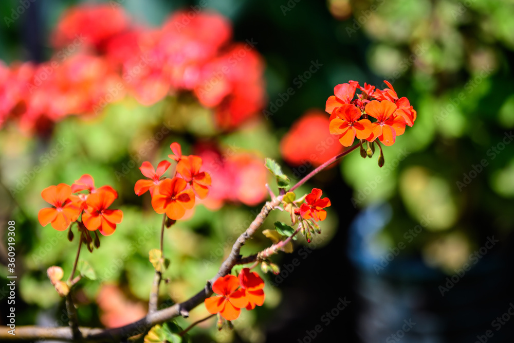 Group of vivid red Pelargonium flowers (commonly known as geraniums, pelargoniums or storksbills) and fresh green leaves in a pot in a garden in a sunny spring day, multicolor natural texture. Group of vivid red Pelargonium flowers (commonly known as geraniums, pelargoniums or storksbills) and fresh green leaves in a pot in a garden in a sunny spring day, multicolor natural texture.