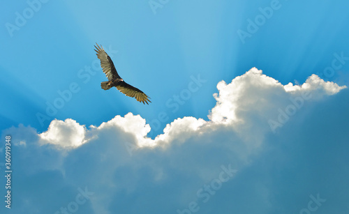 Turkey vulture soaring high against a dramatic sky.