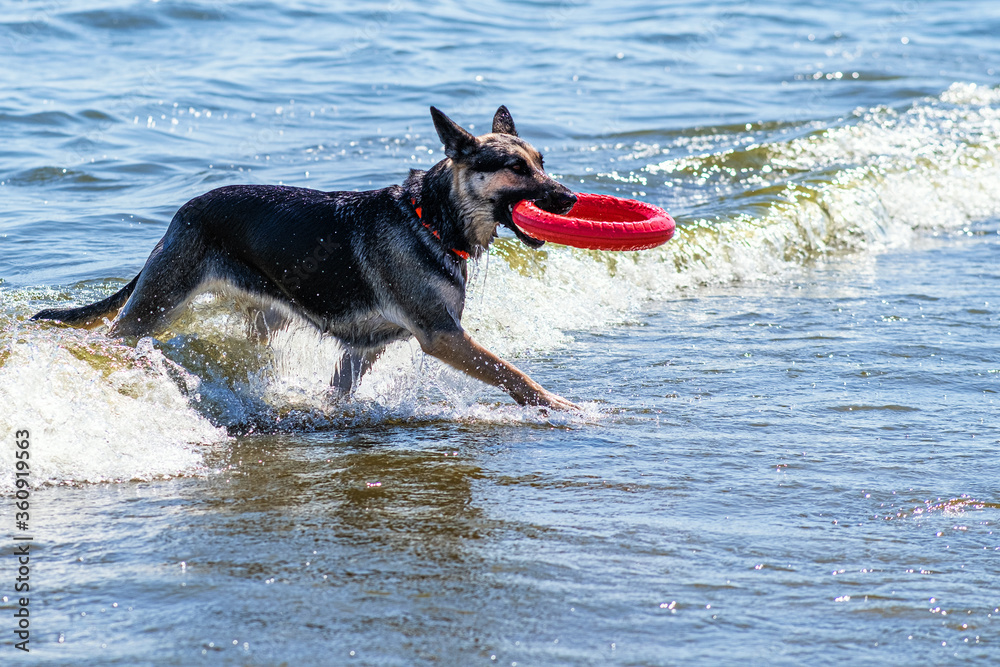 Rescue dog in training. The instructor throws the dog a small ring simulating a lifeline Rescue dog in training. The instructor throws the dog a small ring simulating a lifeline