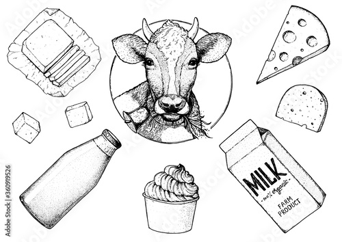 Dairy produce hand drawn vector illustration. Design label. Cheese, cottage cheese, yogurt, milk, butter illustration. Organic products, healthy food.