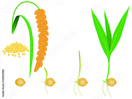 Sequence of foxtail millet plant growing isolated on white.