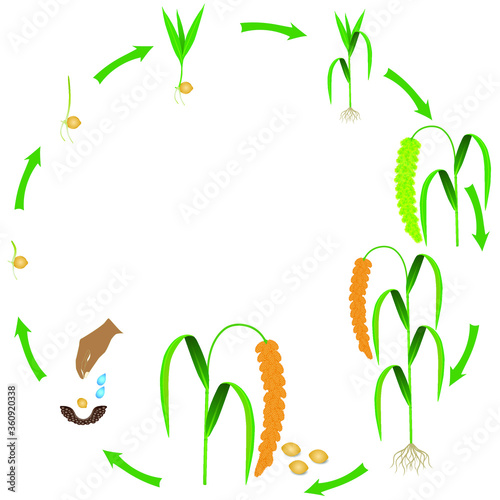 Life cycle of foxtail millet plant on a white background.