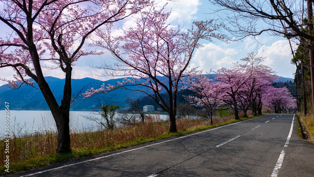 Obraz premium Cherry blossom - Shiga Province Japan lake Biwako 桜 滋賀県 琵琶湖