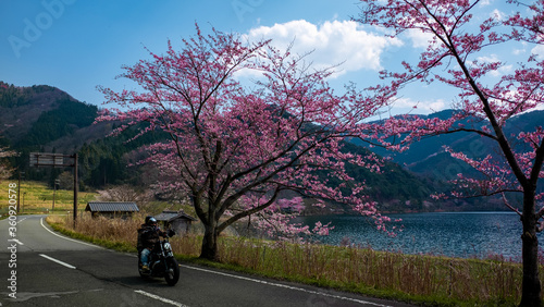 Cherry blossom - Shiga Province Japan lake Biwako 桜 滋賀県 琵琶湖