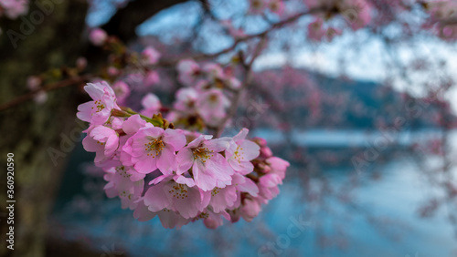 Cherry blossom - Shiga Province Japan lake Biwako 桜 滋賀県 琵琶湖