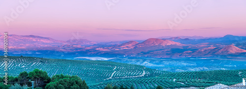 View at sunset of olive tree fields with Cazorla mountains in the background in Baeza village, Jaen, Andalusia, Spain photo