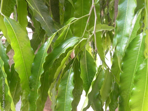 Ashoka or Saraca asoca or Sorrow less or Saraca indica or Ashok tree photo