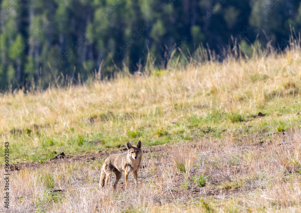 Fototapeta premium Coyote Hunting Prairie Dogs