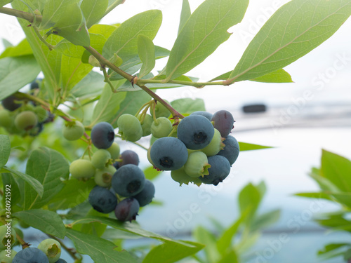 Branch with blueberries on the bush in greenhouse. Blueberry plant. Bilberry. Vaccinium myrtillus. Pick your own