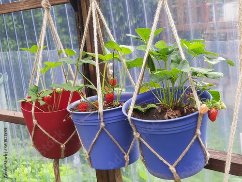 Erdbeerampeln im Gewächshaus
