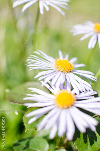 Fototapeta Naklejka Na Ścianę i Meble -  Beautiful fresh daisies bloom outdoors in the field