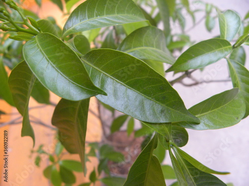 Green color leaves of Jasmine plant