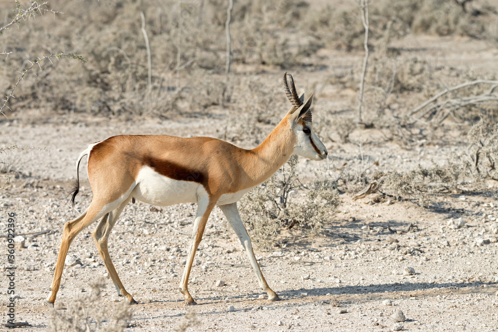 Lone springbok (Antidorcas marsupialis) walks to a waterhole in dry season in Etosha National Park, Namibia Lone springbok (Antidorcas marsupialis) walks to a waterhole in dry season in Etosha National Park, Namibia