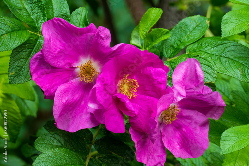 Hagebutten Blüte, Wild Rose mit Knospen in violett, lila © HeiSpa