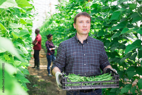 Farmer carrying crates with bean pods in hothouse