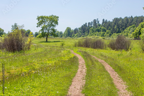country road in a flowering spring meadow on a sunny day