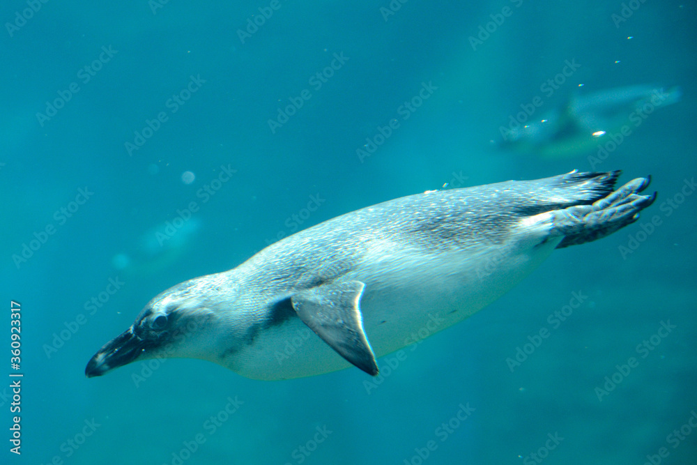 Penguin under water, Wroclaw ZOO Penguin under water, Wroclaw ZOO
