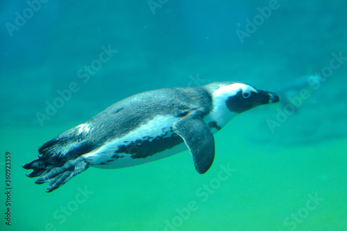 Penguin under water, Wroclaw ZOO