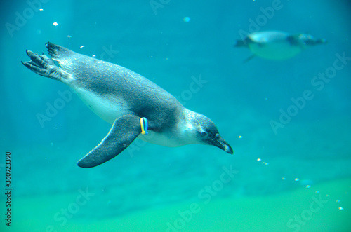 Penguin under water, Wroclaw ZOO