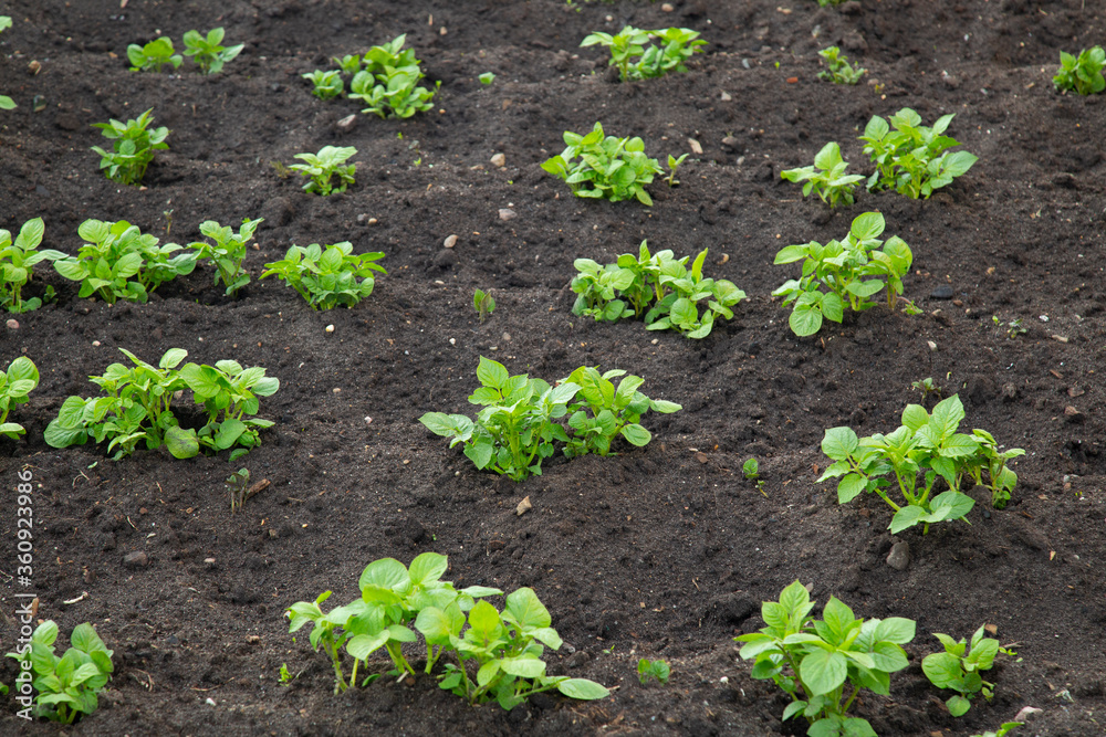 Potatoes grow in the field. The first sprouts of potatoes. Potatoes grow in the field. The first sprouts of potatoes.