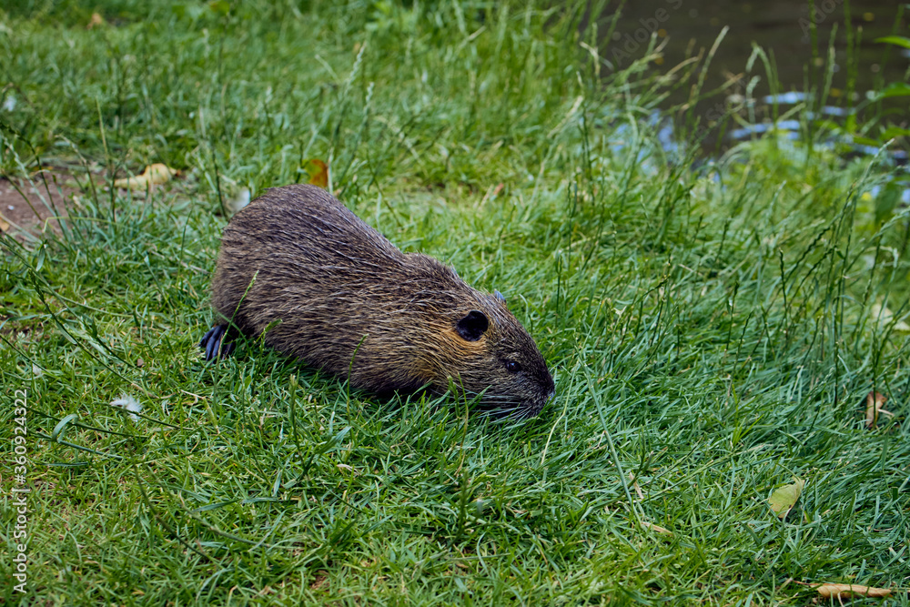 brown nutria on the bank near the river Glan in Germany brown nutria on the bank near the river Glan in Germany
