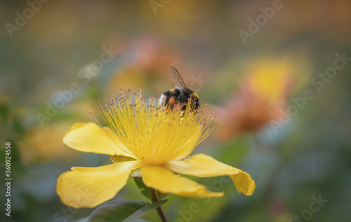 Bee on yellow st. john's wort flower (hypericum calycinum) © Marc Andreu